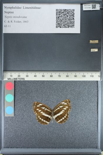 Media type: image;   Entomology 161992
